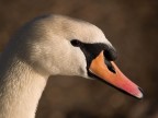 il cigno...