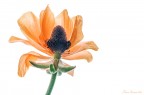 Il fiore disegnato