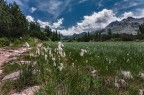 Fiori Montani 2