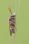 Epeolus_DSC0618