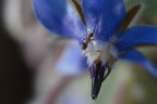 Una formica nel blu