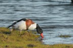 Volpoca_DSC6695
