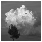 liberi di volare..