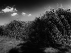 Palustre
