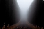 cipressi &amp; nebbia