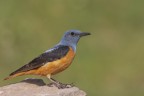 Codirossone (Monticola saxatilis) In abito riproduttivo