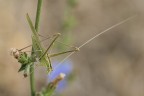 Macro_Lug21_2