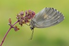 Carcharodus lavatherae