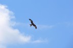 rapace