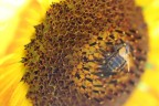 girasole operaio