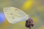 Pieris manni