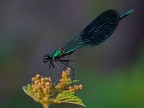 SPLENDENS