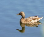 riflesso