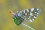 Pontia edusa