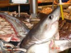 UNA BANCHERELLA DI PESCE AL MERCATO COPERTO DI CORK