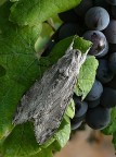 La natura ne ha inventato di tutte le forme.....solo per documentarne una che non avevo mai avvistato.

kampes