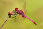 Crocothemis erythraea