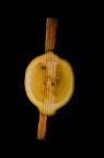 limoncello!!!!