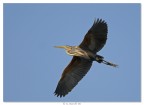 Airone rosso in volo