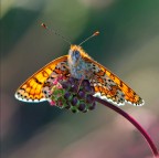 Melitaea dydima