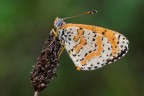 Melitaea dydima
- Faretto spot LED
- Pannello riflettente argento