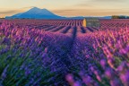 provenza all'alba
