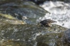 Dipper at work!
