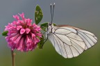 Aporia Crataegi