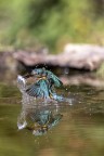 Marti pescatore riflesso 2