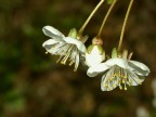 fiori