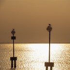 Guardiani della laguna Guardiani della laguna