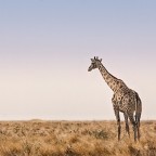 Africa!