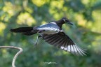 Pica-pica_DSC5786