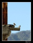 passerotti