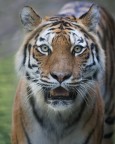 gli occhi della tigre