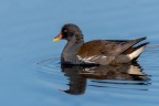Gallinella d'acqua