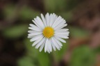 prataiola comune