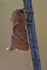 Falena