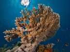 Reef
