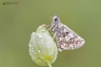 Pyrgus malvae