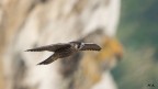 I primi voli di un falco pellegrino