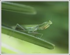 surf nel verde...