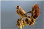 Cardellino