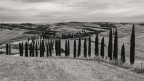 Il lungo percorso cipressato..