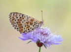 Melitaea