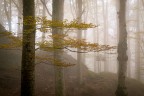 Casentino