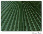 Linee verdi