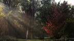 Lame di luce nel bosco autunnale