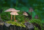 Lamicrovita nel sottobosco