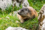 marmotta marmotta